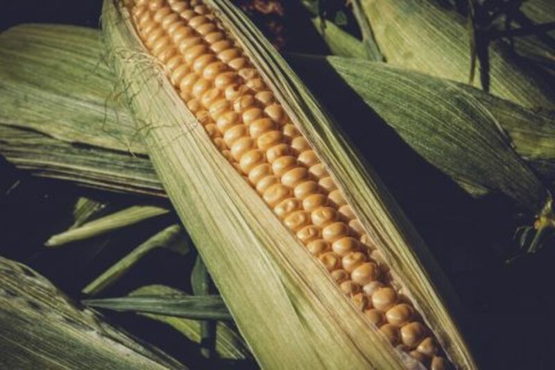Ear of corn - by Couleur via Pixabay__480x320